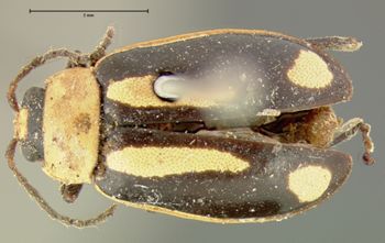 Media type: image;   Entomology 5029 Aspect: habitus dorsal view